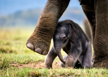 Aza Raskin: “Queremos entender a otras especies para ampliar el alcance de nuestra empatía”
